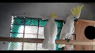 Visited Shazad Exotic Birds Setup | Moluccan Cockatoo | Amazon Breeding Setup