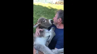 Man Sings to Baby Donkey While Cradling her