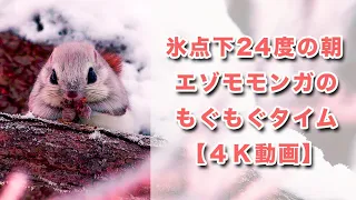 極寒エゾモモンガもぐもぐ朝食 THIS is Ezo flying squirrel's nom nom BREAKFASTTIME in minus 24 degrees