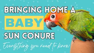 Everything You Need When You Get a Baby Sun Conure