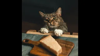 The Great Cat Caper: A Delicious Tale of Food-Stealing Felines