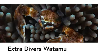 Extra Divers Watamu - 2018