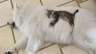 😂 Funniest Cats and Dogs Videos 😺🐶 || 🥰😹 Hilarious Animal Compilation №313