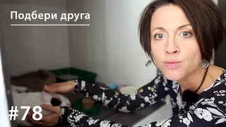 Подбери друга: о настоящих котах и настоящих людях // Всё как у зверей #78