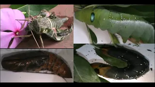 OLEANDER HAWK MOTH:  LIFE CYCLE