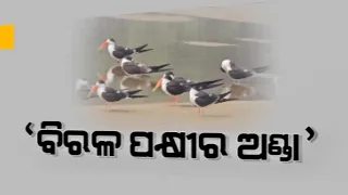 Rare Indian Skimmer Birds Discovered Breeding Eggs In Athagarh, Odisha