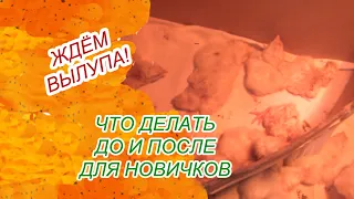 Что делать с цыплятами сразу после вылупления