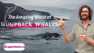 The Amazing World of Humpback Whales