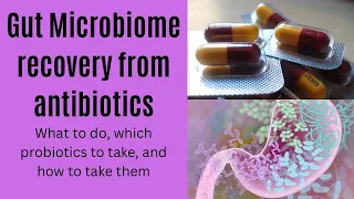 Gut microbiome recovery from antibiotics: What to do & which probiotics to take