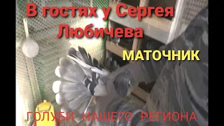 В гостях у Сергея Любичева Маточник Голуби нашего региона. Николаеские голуби. Pigeons of our region