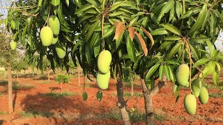 kesar | ratnagiri alphonso mangoes at RKM Farms & Nursery | saroo