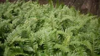 Twenty Second Video of Ferns in the Wind