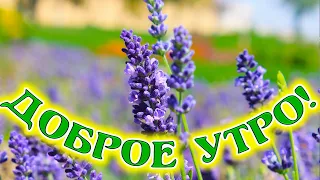 Доброе утро 🌻🌻🌻Удачного дня!