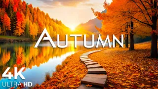 Enchanting Autumn Forests with Beautiful Piano Music🍁4K Autumn Ambience & Fall Foliage