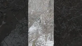 Bigfoot Caught On Camera Pair Sasquatch