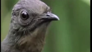 The Lyrebird Goes Skrrrrrat