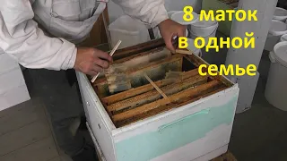 организую зимовку нескольких маток в одной семье