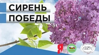 Акция Сирень Победы!  2015-04-24