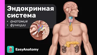 Эндокринная система: Введение. Анатомия и физиология | EasyAnatomy