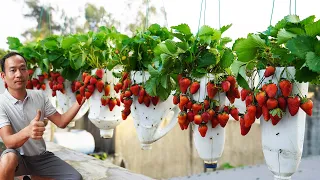 Grow Strawberries On Your Balcony FAST Ultimate Guide To Balcony Gardening