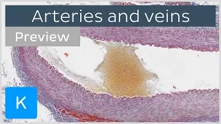 Histology of arteries, veins and capillaries (preview) - Microscopic Anatomy | Kenhub