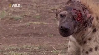 Hyena face get destroyed after lion attack