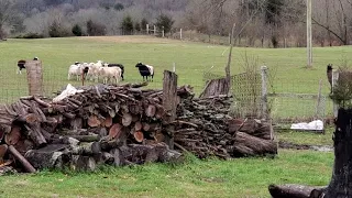 Donkey protecting sheep from dog