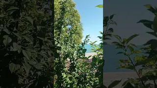 Гудаута Абхазия 🌴 лето '22 Pomegranate Apsny Gudauta Abkhazia Black Sea