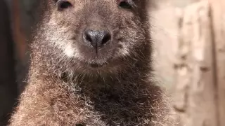 Кенгуренок Фельдман Экопарк / Feldman Ecopark’s baby kangaroo