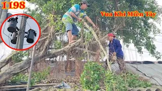 Thót tim Vua Khỉ Miền Tây cưa hạ cây Sanh kế bình điện Cutting tree