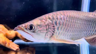 Jardini Arowana With Beautiful Pearls !