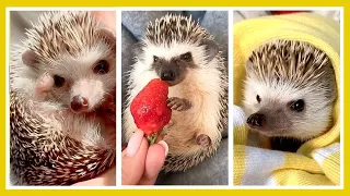 😍 CUTE FUNNY HEDGEHOGS | TikTok cute moments of the Hedgehogs | Video Compilation | Cutest Animals 😍