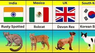 Cat Breeds From Different Country Around The World