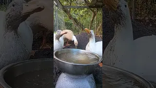 duck drinking