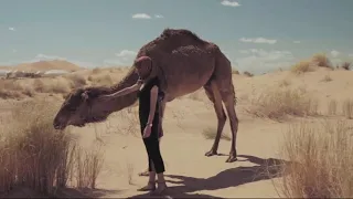 Camel Ships of the desert Documentary Life