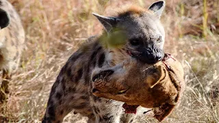 Predator Hyena Slashes Lion's Head Off After Tearing It Alive !