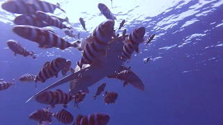 Diving the Red Sea - Aggressor liveaboard