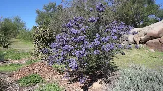 Ceanothus: a blue bush for the bees