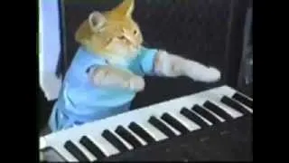 ЗАБАВНЫЙ КОТ ПИАНИСТ ! СМЕШНО ! FUNNY VIDEOS Funny Cats Compilation2014 [NEW HD]