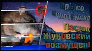 Возмущение пасюка, Жуковского! (Wild Rats | Дикие Крысы)