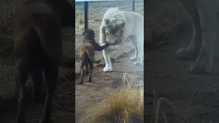 лев и пес