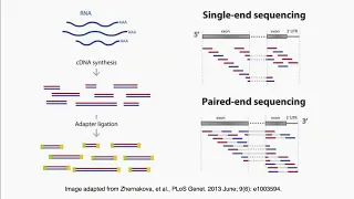 Paired end vs single end sequencing reads