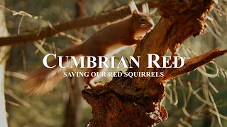 Official Trailer: Cumbrian Red - Saving Our Red Squirrels