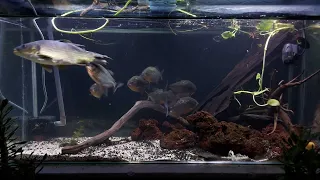 Piranhas Fail Feeding: Striking Steel Carp for 8 Hours! (Strike Only)
