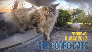 Cat with GoPro : Cat vs Maine Coon fight : Ep 40