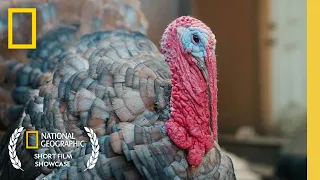 Meet Fred the Tap-Dancing Turkey | Short Film Showcase | National Geographic