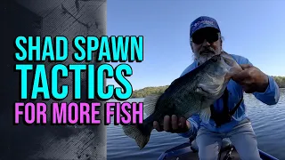 Shad Spawn Tactics For More Fish #lakelanierfishing2024  #bassfishing