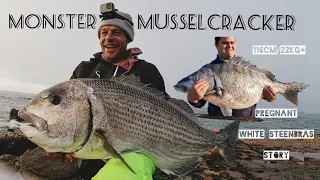 A FISH OF A LIFETIME II MONSTER Musselcracker & White Steenbras