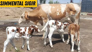 Simmental Sigir Sotiladi 2Ta Bolasi Bor ☎️90 598 99 00