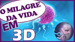 O milagre da vida (simulação 3D de uma gravidez).